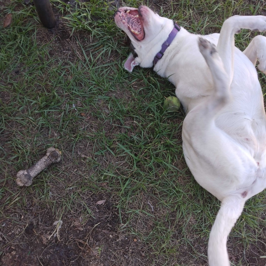 Orchid Island Dog Spa with pet dog playing with tennis ball