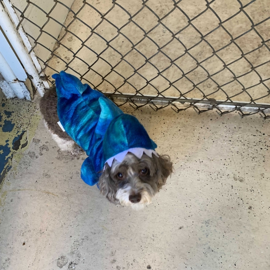 Orchid Island Dog Spa with pet dog wearing halloween costume of a shark