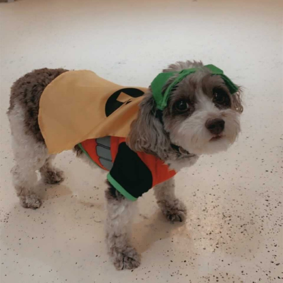Orchid Island Dog Spa with pet dog wearing halloween costume of robin